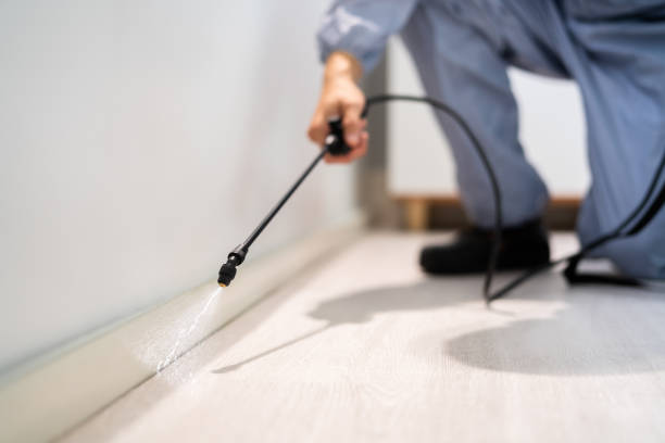 Licensed Wasp Removal service in Lincoln, MO - Show Me Pest Control