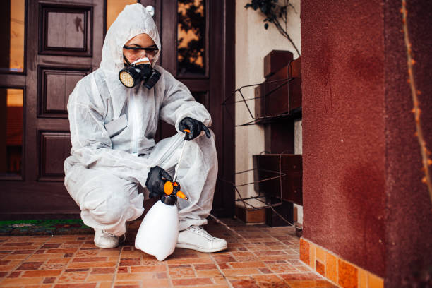 Reliable Wasp Removal contractor in Lincoln, MO by Show Me Pest Control